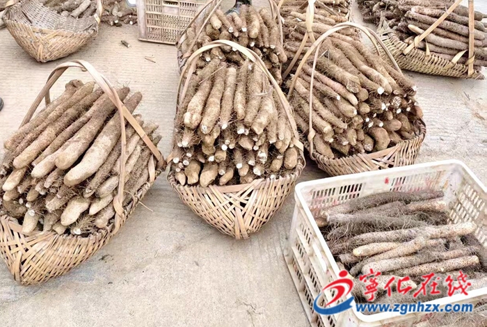 宁化曹坊镇：红土“金根”铺就乡村振兴致富路