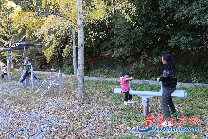 宁化：银杏披“金”美如画