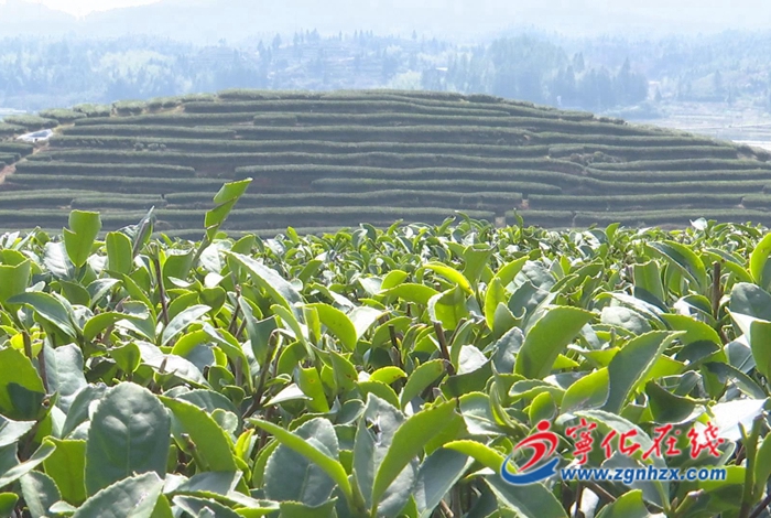 宁化：茶园春光美如画