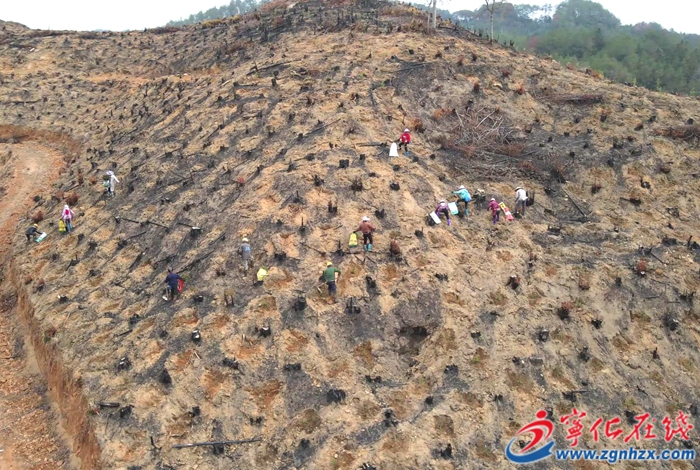 宁化：植树护土筑屏障 青山绿水绘新篇