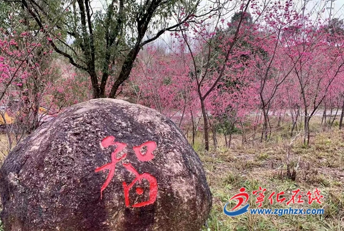 宁化湖村：春季打卡地 踏青好去处