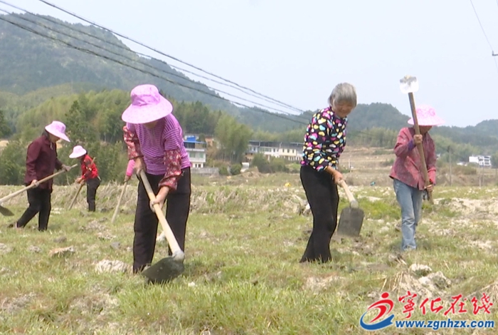 曹坊镇：发展槟榔芋种植 助推农民增收致富