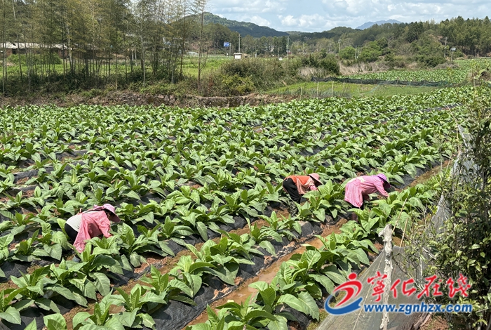 邱茯金：种粮大户念好科技经