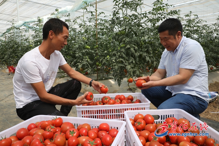 宁化：西红柿变“致富果”