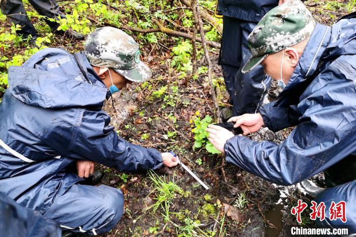 野生东北虎4天3次现身黑龙江东京城林区