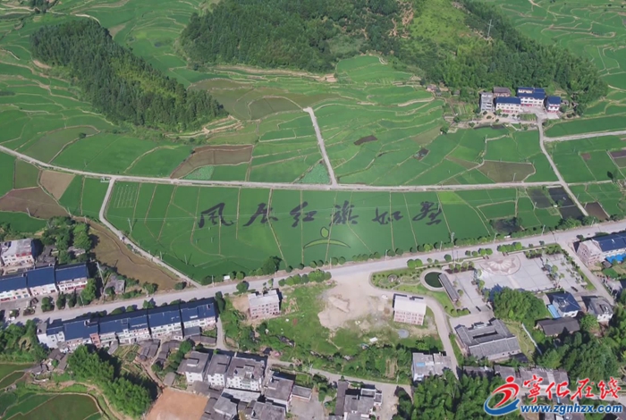 宁化：做优贡米产业 引领乡村振兴新篇章